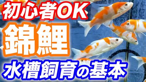 小錦鯉飼養|錦鯉の飼い方～飼育方法や餌やりのポイント・注意。